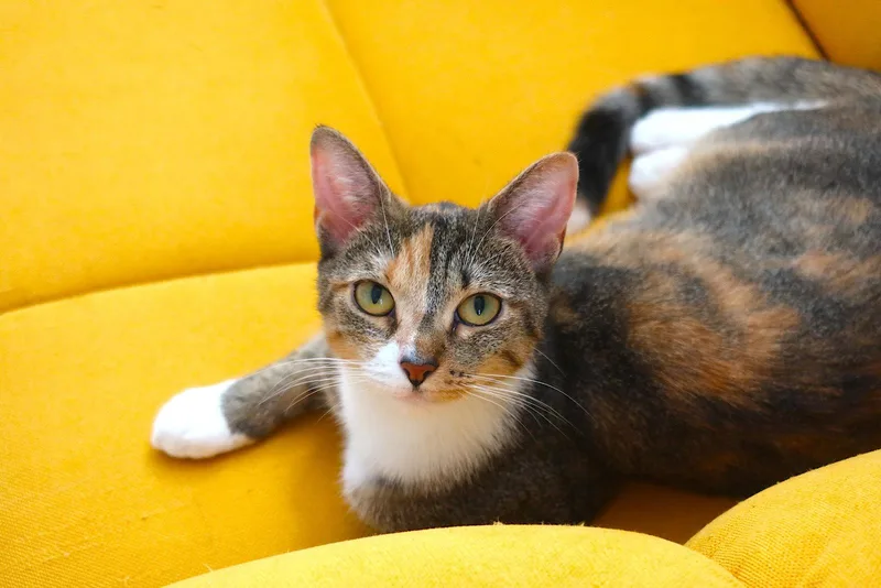 A young medium-sized female Domestic Short Hair cat named Cookie for adoption in Broomall, PA
