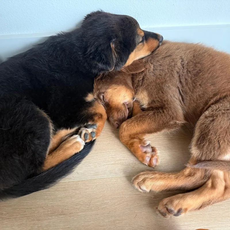 A baby small-sized female Black Australian Shepherd dog named Roo for adoption in Houston, TX