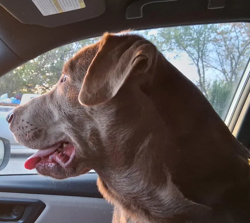 A young large-sized male Labrador Retriever dog named Tyler for adoption in Mcconnelsville, OH