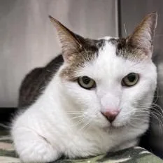 Leo Simon thumbnail 2