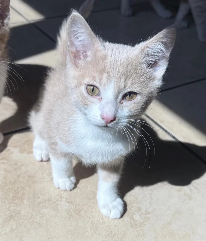 A baby small-sized male Tabby (Orange / Red) Domestic Short Hair cat named Sam for adoption in Maineville, OH