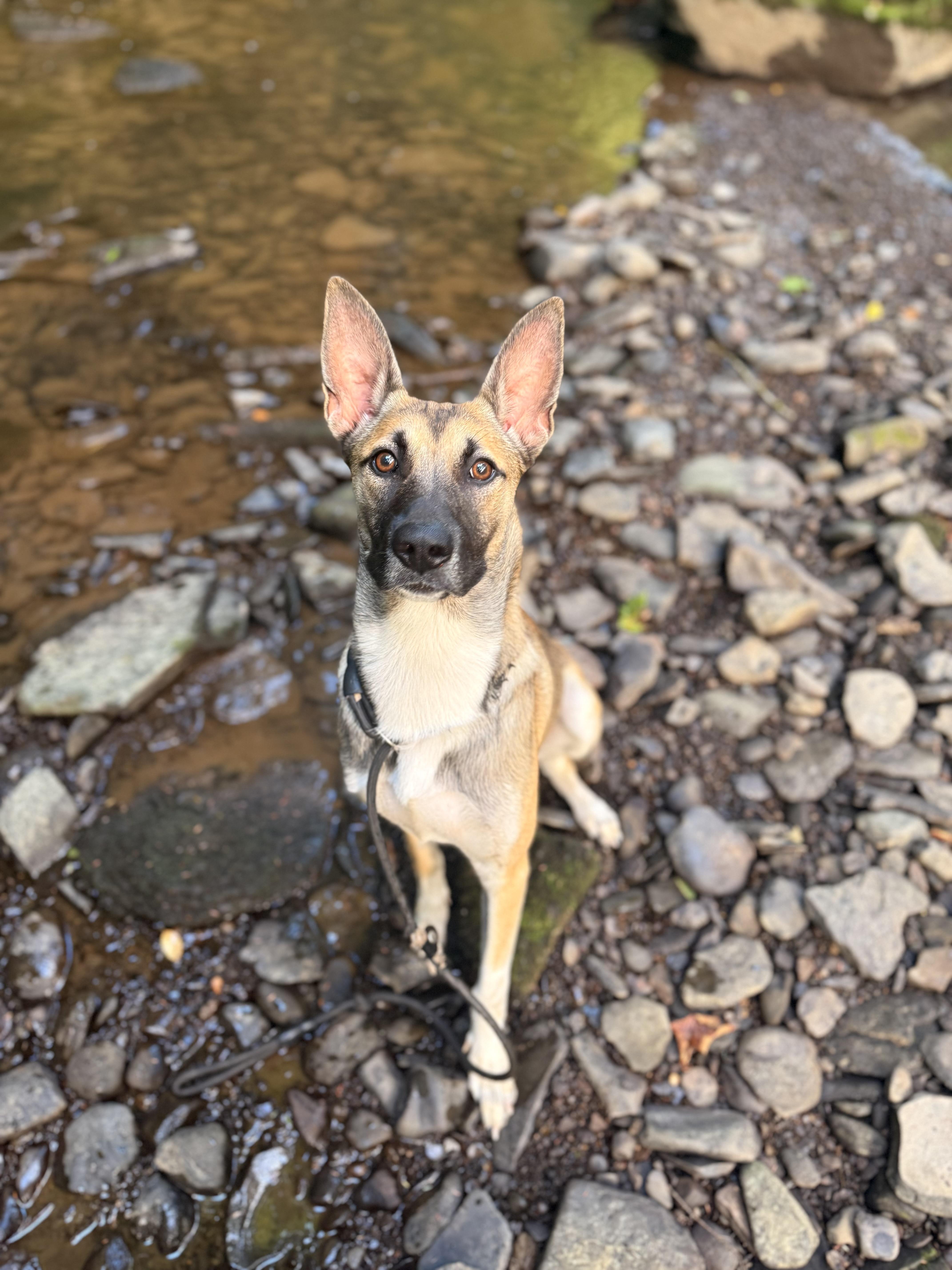 A young medium-sized female Golden Belgian Shepherd / Malinois dog named Leela for adoption in Milford, NY