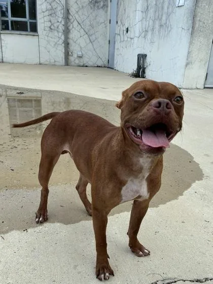 An adult medium-sized male Mixed Breed dog named Brownie for adoption in New Orleans, LA