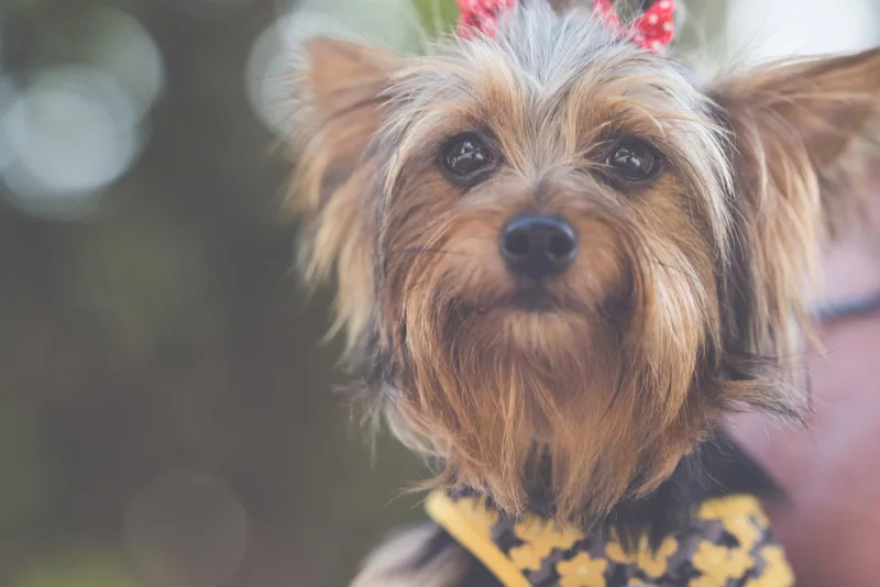 An adult small-sized female Yorkshire Terrier dog named Venus for adoption in Auburn, GA