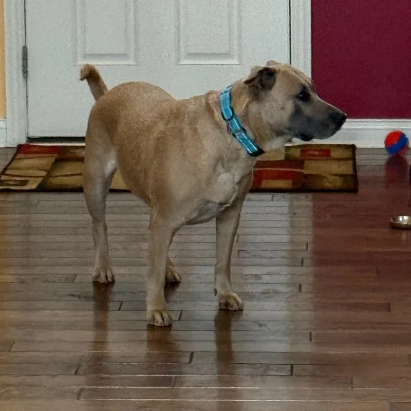 An adult medium-sized female Yellow / Tan / Blond / Fawn German Shepherd Dog dog named Blue for adoption in Delaware, OH