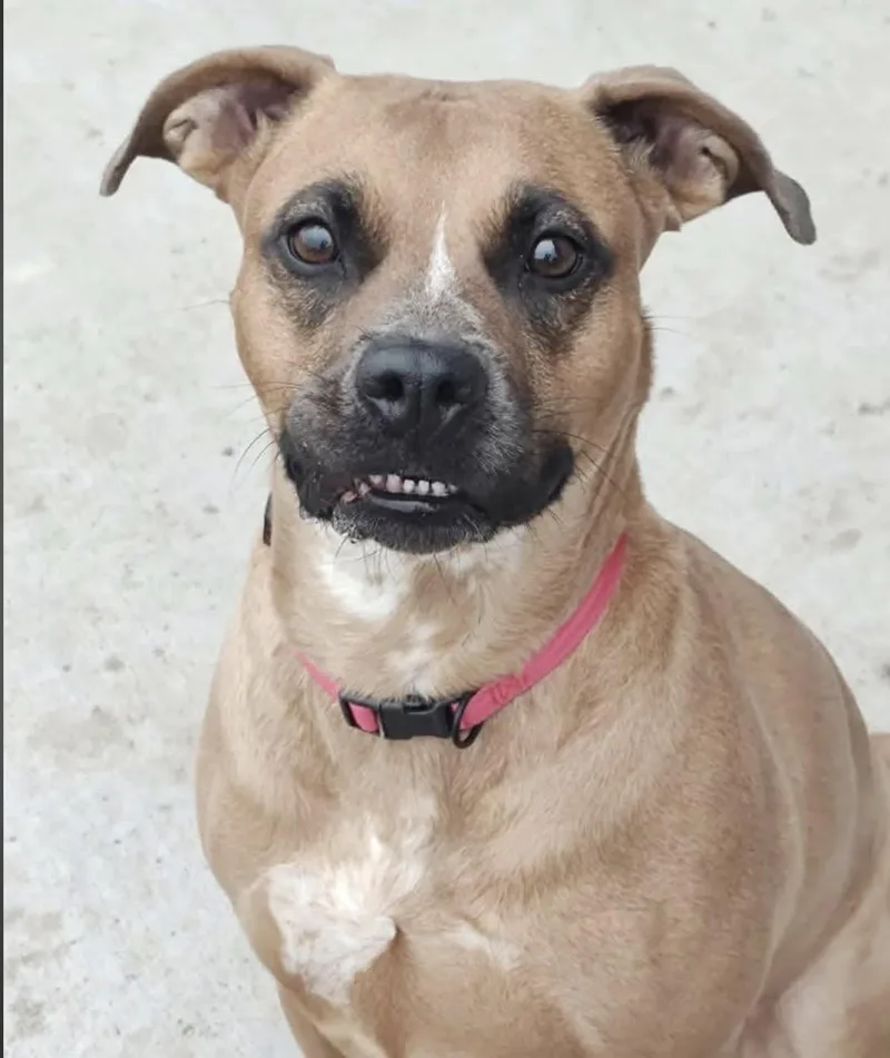 Roo