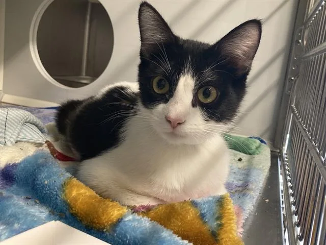 A young medium-sized female Domestic Short Hair cat named Lillian for adoption in Tustin, CA