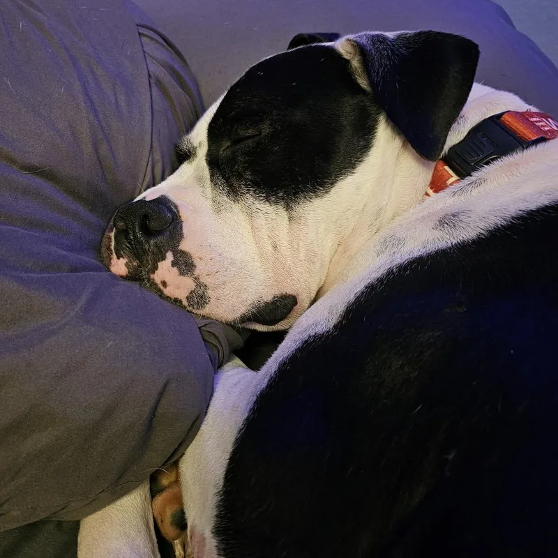 An adult large-sized male White / Cream Pit Bull Terrier dog named Apollo for adoption in Chandler, AZ