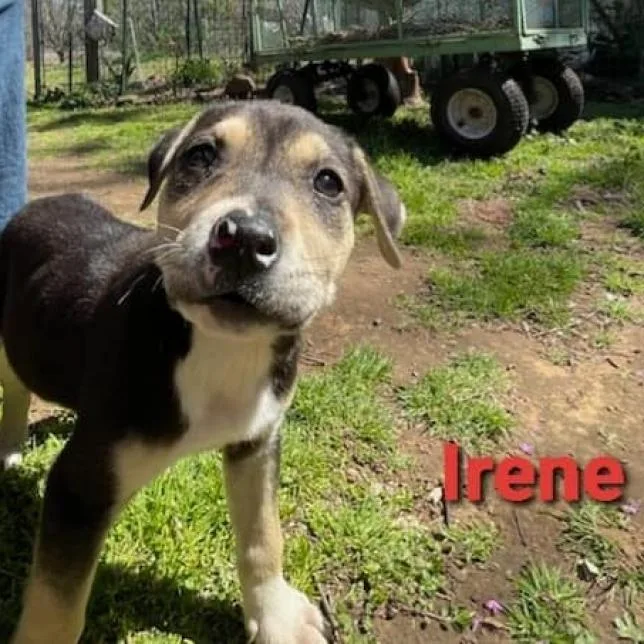 Irene