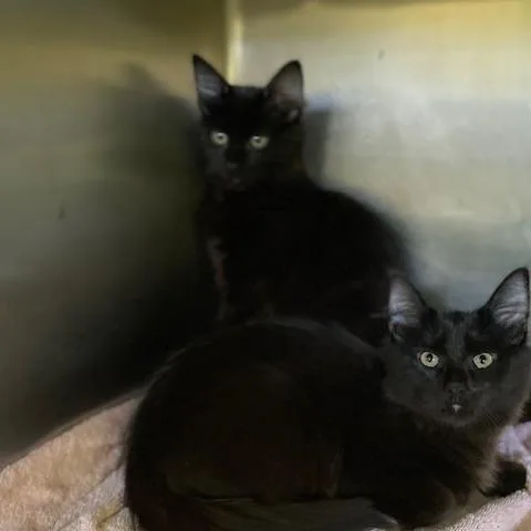 A baby medium-sized male Black Domestic Medium Hair cat named Vinny for adoption in Dayton, OH