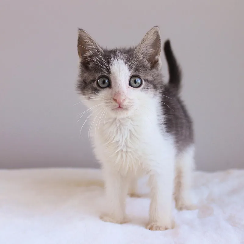 A baby medium-sized male White Domestic Short Hair cat named DollarBill for adoption in Wayne, NJ