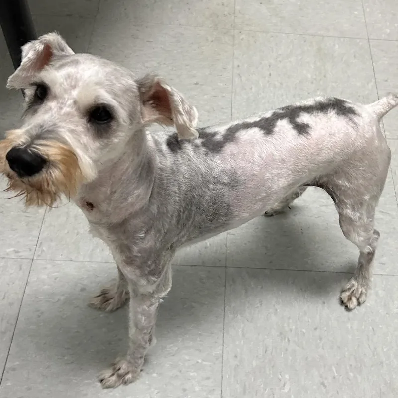 An adult small-sized female Gray / Blue / Silver Standard Schnauzer dog named Olivia Maren for adoption in Houston, TX