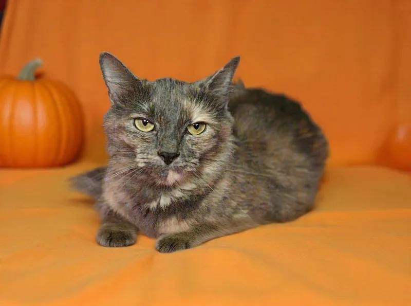A young small-sized female Domestic Long Hair cat named Aqua for adoption in Talladega, AL