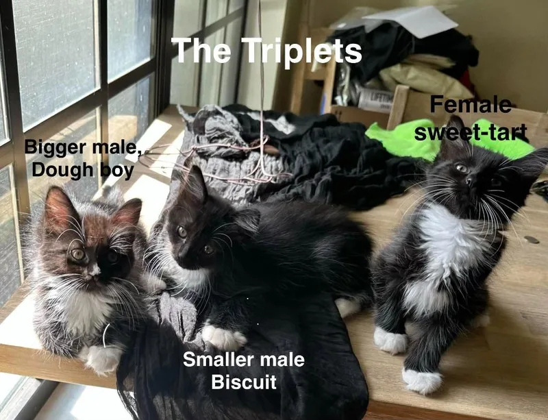 Biscuit