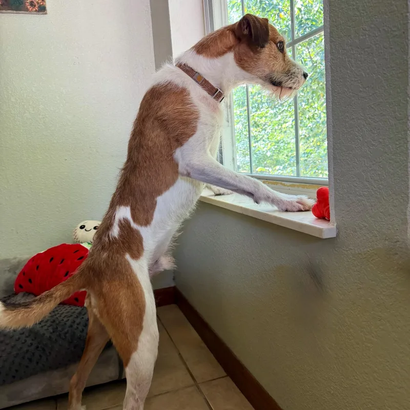 A young medium-sized male White / Cream Parson Russell Terrier dog named Diego for adoption in High Ridge, MO