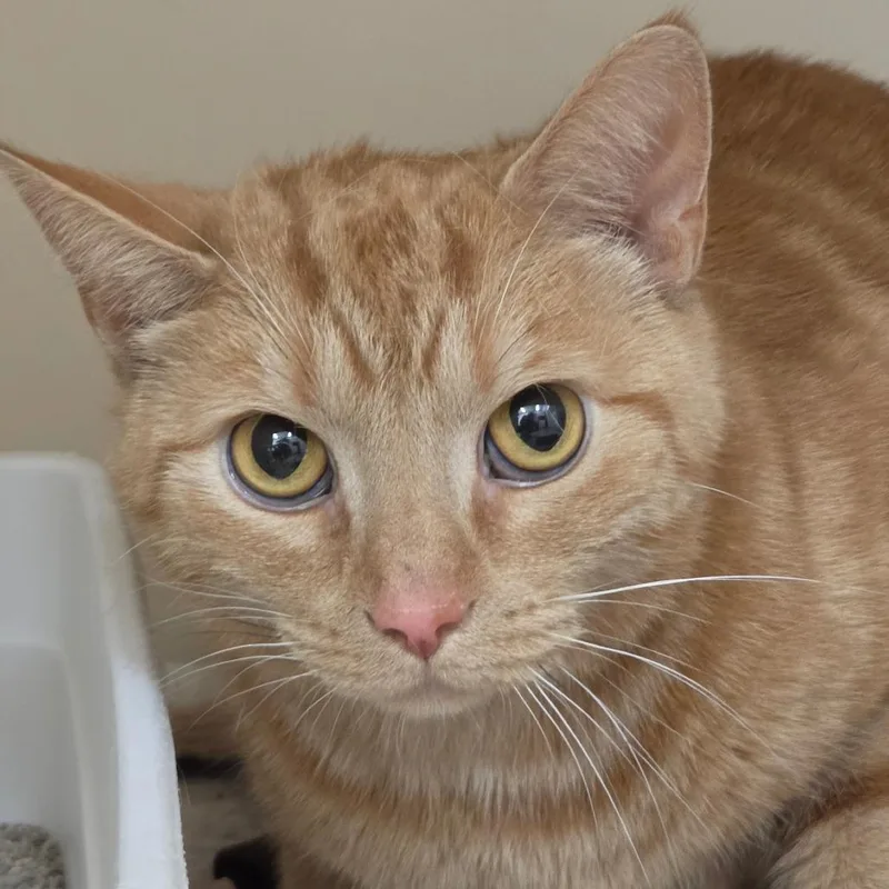 An adult large-sized male Orange / Red Domestic Short Hair cat named Cheeto for adoption in Zanesville, OH