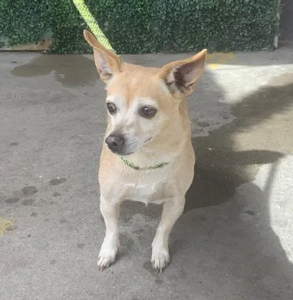 An adult small-sized female Yellow / Tan / Blond / Fawn Chihuahua dog named 61072872 for adoption in El Paso, TX