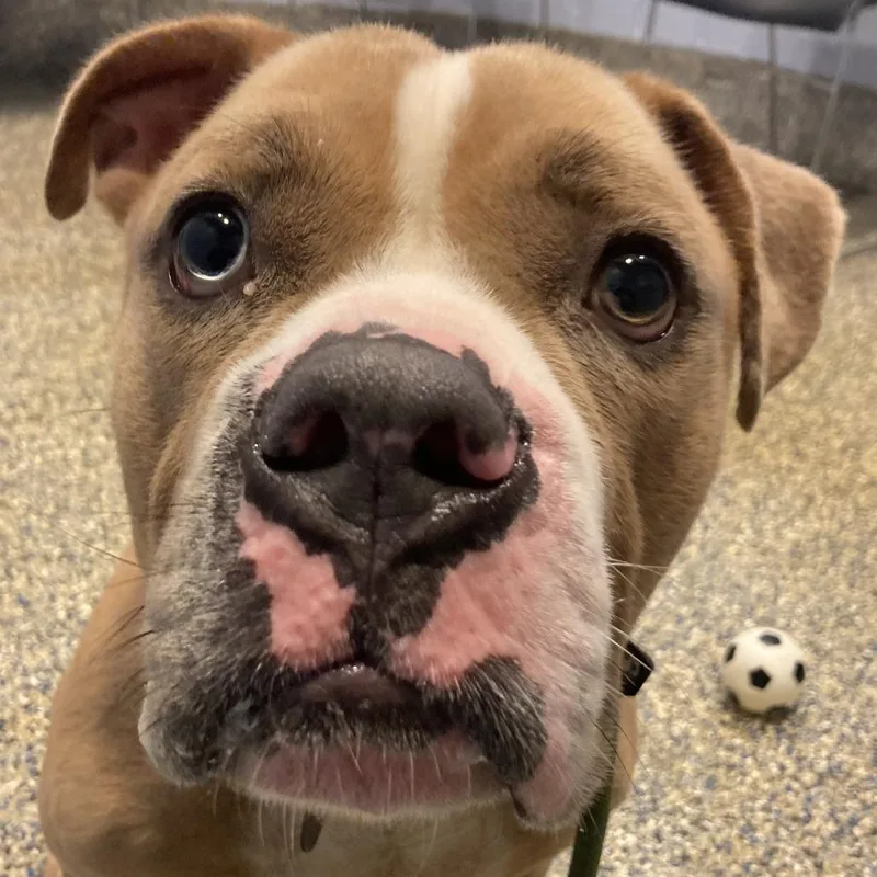 A young medium-sized male Yellow / Tan / Blond / Fawn Mixed Breed dog named Beefcake for adoption in Fairport, NY