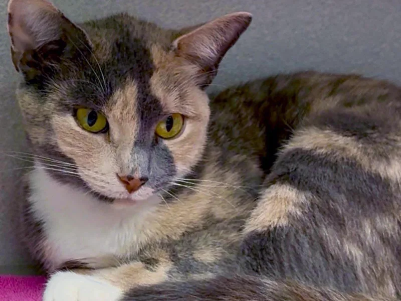 A young small-sized female Dilute Calico cat named Chela for adoption in Great Neck, NY