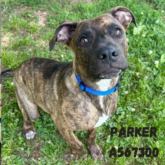 A young medium-sized male Pit Bull Terrier dog named Parker for adoption in Huntsville, AL