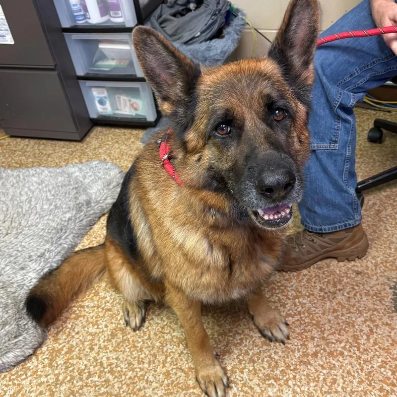 An adult large-sized female German Shepherd Dog dog named Ezra for adoption in Chehalis, WA
