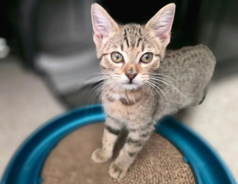 A baby small-sized female Domestic Short Hair cat named Star for adoption in Parker, CO