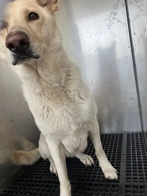 An adult large-sized female Mixed Breed dog named Paloma for adoption in Dallas, TX