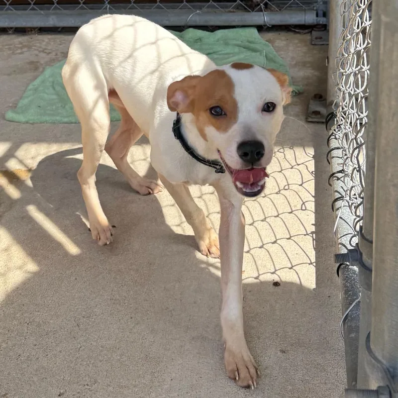 An adult small-sized male White / Cream Terrier dog named Wishbone for adoption in Birmingham, AL