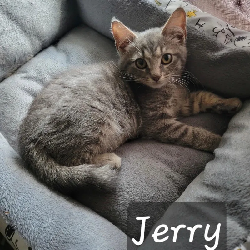 A baby medium-sized male Gray & White Domestic Short Hair cat named Jerry for adoption in Annapolis, MD
