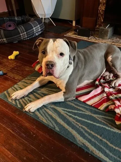 An adult large-sized male White / Cream Mixed Breed dog named Duke for adoption in Cincinnati, OH