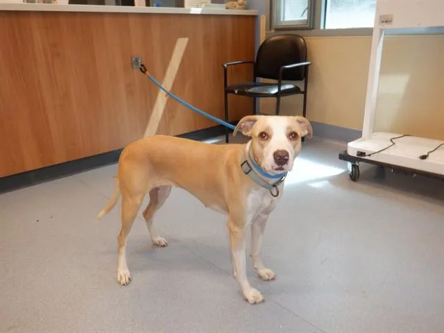 An adult large-sized female Pit Bull Terrier dog named Lady Barkington for adoption in San Jose, CA
