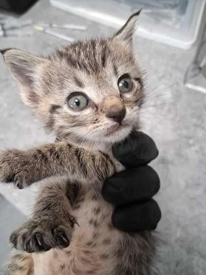 A baby small-sized male Domestic Short Hair cat named Split for adoption in Sevierville, TN