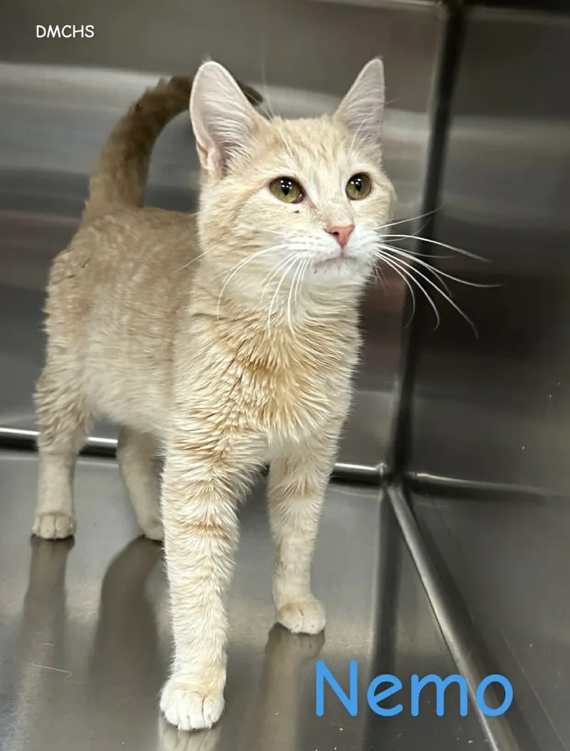 A young medium-sized male Orange / Red Domestic Short Hair cat named Nemo for adoption in Burlington, IA
