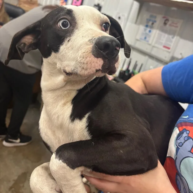 An adult medium-sized female Black Mixed Breed dog named Monkee for adoption in Corbin, KY