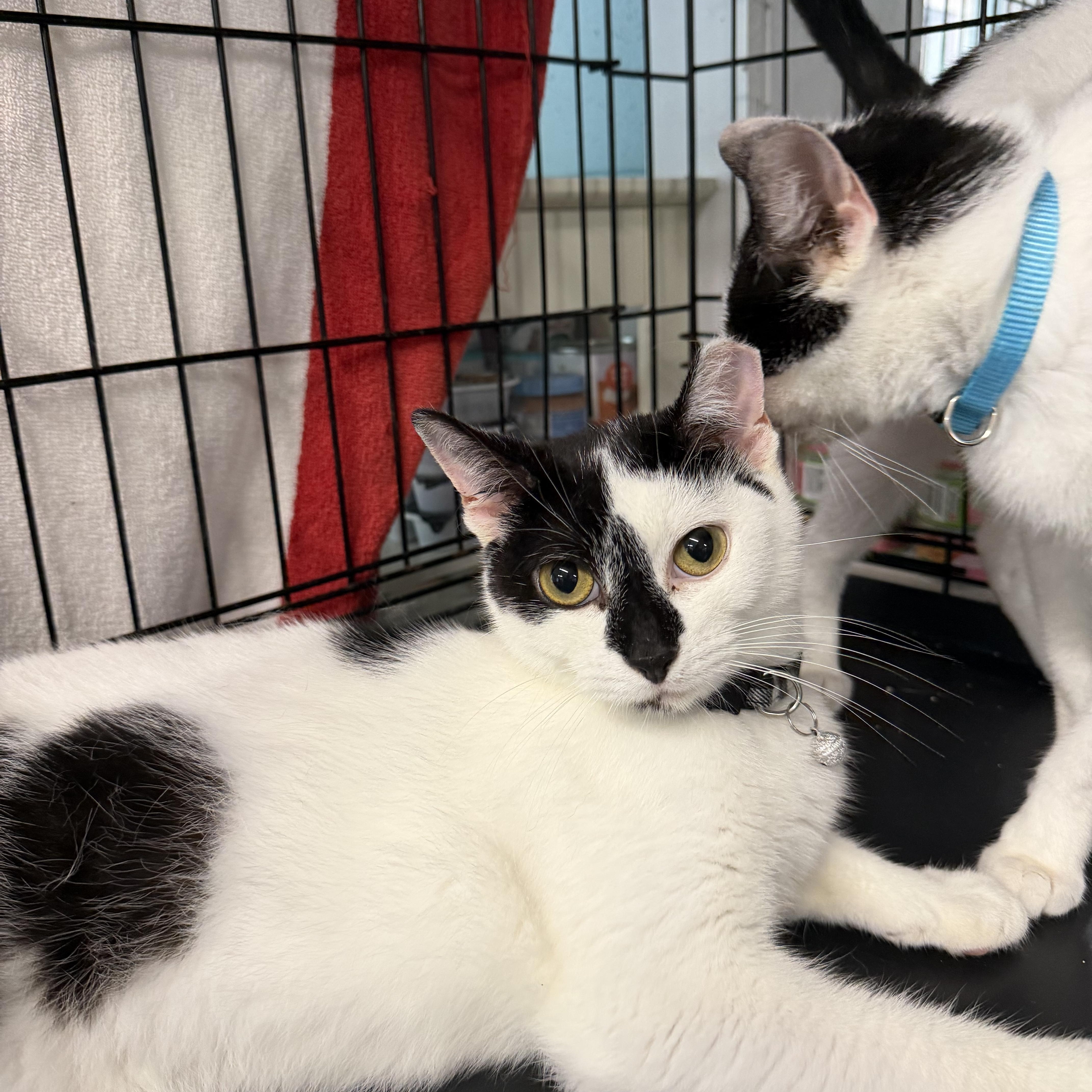 An adult medium-sized male Domestic Short Hair cat named Scotty for adoption in Warren, OH