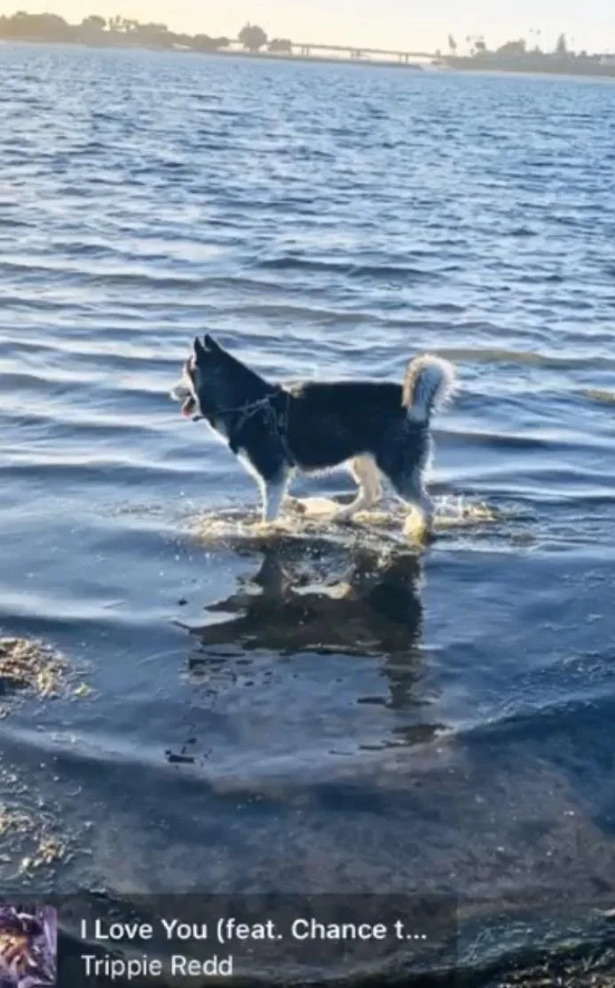 Little Bear thumbnail 4