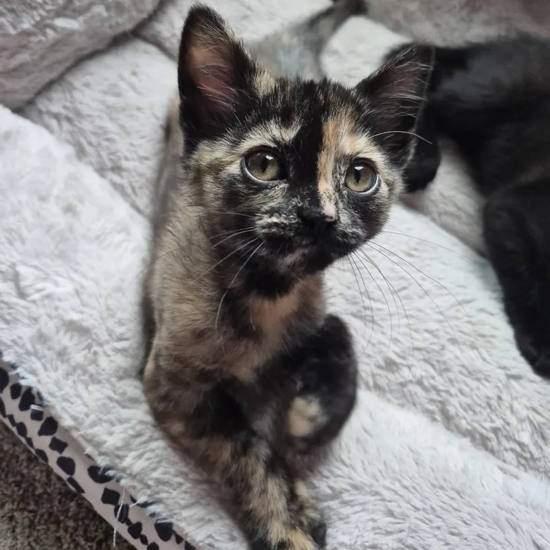 A baby small-sized female Black Domestic Short Hair cat named Tallahassee for adoption in Buffalo, MN