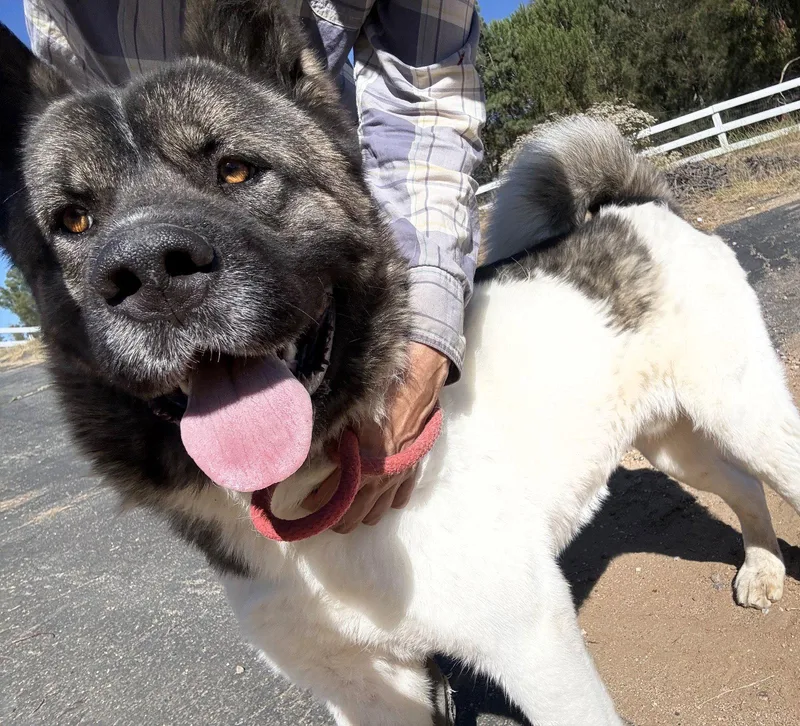 A young large-sized male Akita dog named Kyoto for adoption in Romoland, CA