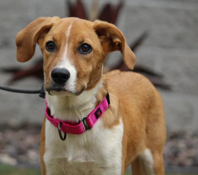 A baby large-sized female Mixed Breed dog named Heidi for adoption in Portage, WI