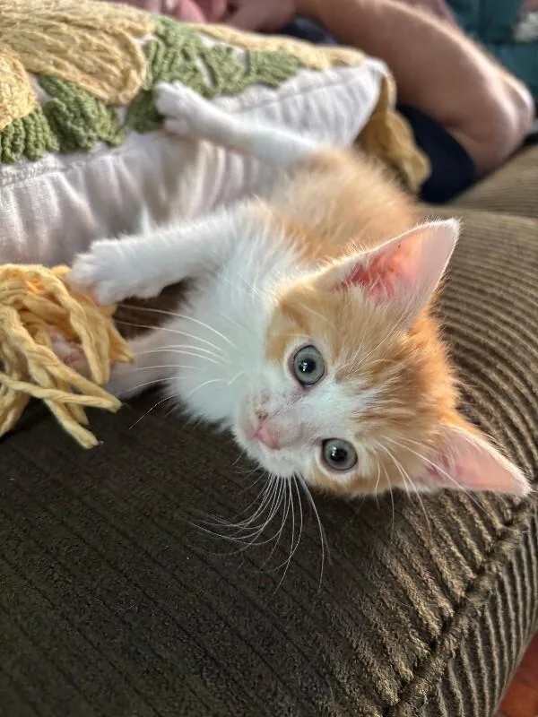 Clementine