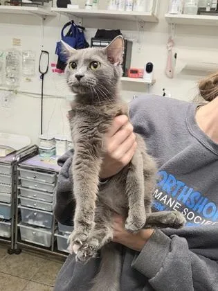 Tabbytha thumbnail 2