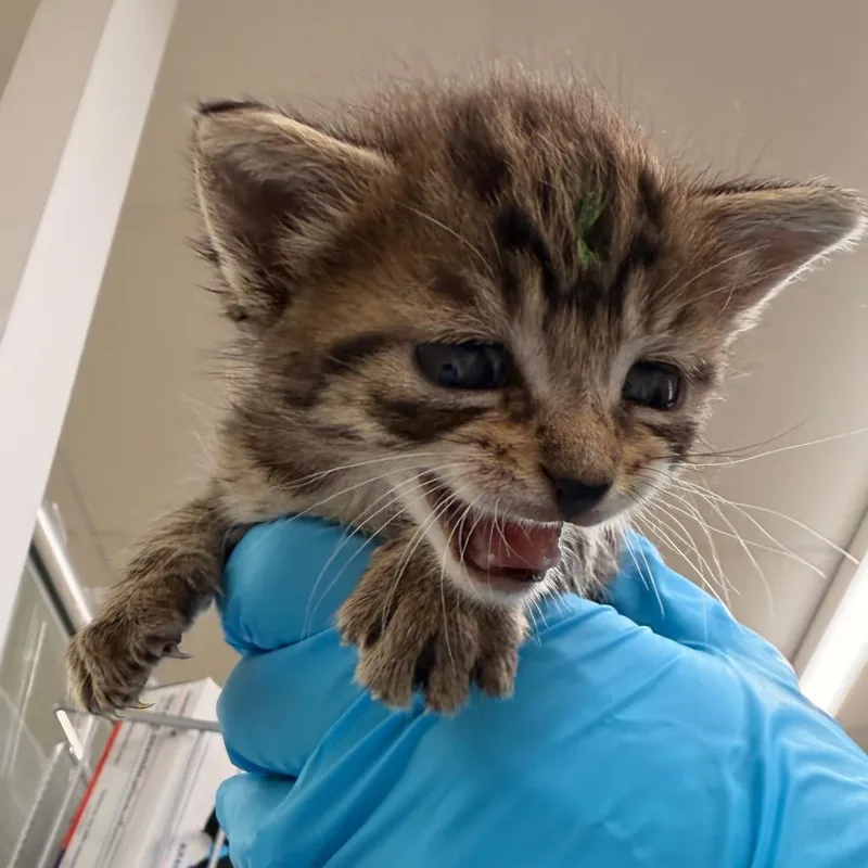 A baby small-sized female Brown / Chocolate Domestic Short Hair cat named Clam for adoption in West Palm Beach, FL