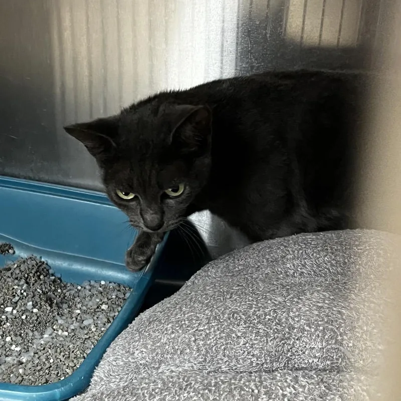 A senior medium-sized female Domestic Short Hair cat named Moonie for adoption in Gainesville, FL