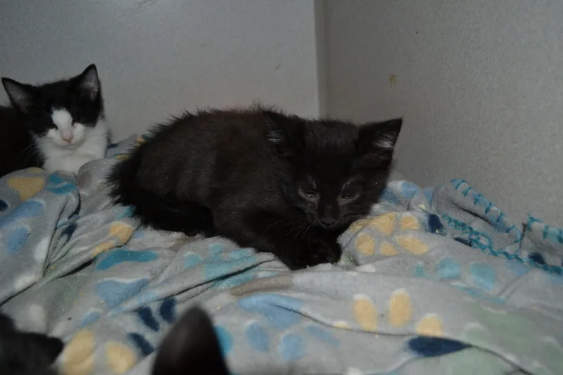 A baby small-sized male Domestic Short Hair cat named Mouse for adoption in Jackson, LA
