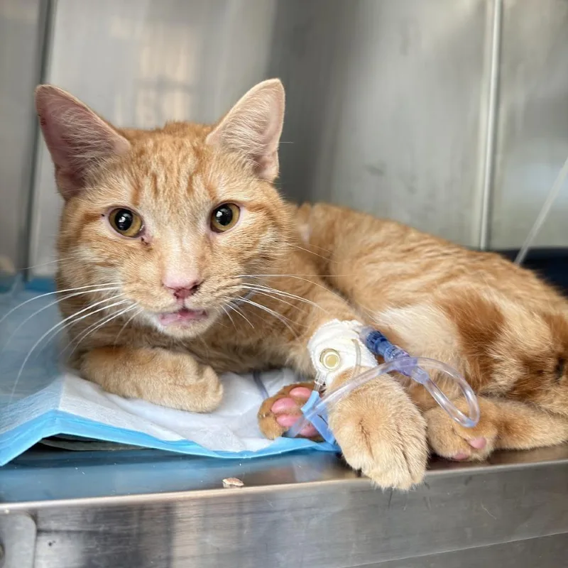 An adult small-sized male Orange / Red Domestic Short Hair cat named Mango for adoption in Brooklyn, NY