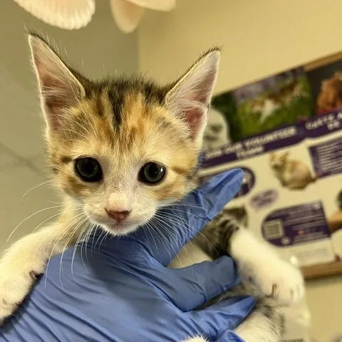 A baby small-sized female Calico Domestic Long Hair cat named Sassy for adoption in Los Angeles, CA