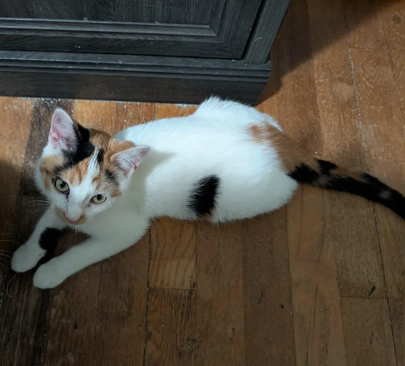 A young medium-sized female Calico Domestic Short Hair cat named Nermal for adoption in Battle Creek, MI