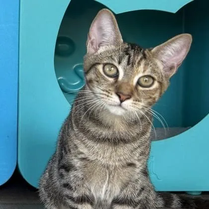A baby small-sized female Domestic Short Hair cat named MaryKate for adoption in Honolulu, HI