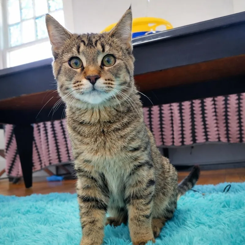 A baby medium-sized male Tabby (Brown / Chocolate) Domestic Short Hair cat named Harpoon for adoption in Roanoke, VA