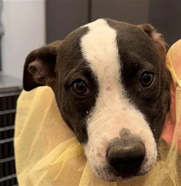 A baby small-sized female Pit Bull Terrier dog named Sheena for adoption in Tucson, AZ